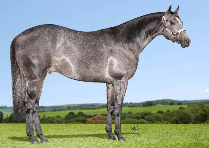 32 ENARE ROXO ESTRELA QM Macho Tordilho 01/10/2015 P233502. Vendedor: HARAS ESTRELA.