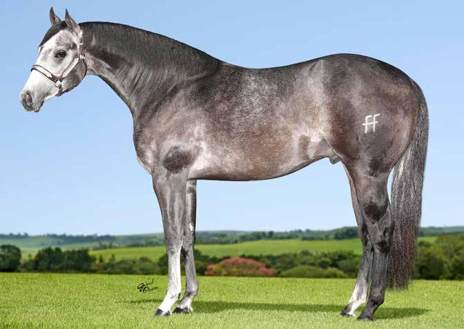 38 IMPERADOR ROXO QM Macho Tordilho 26/11/2015 P231741. Vendedor: RANCHO FF.