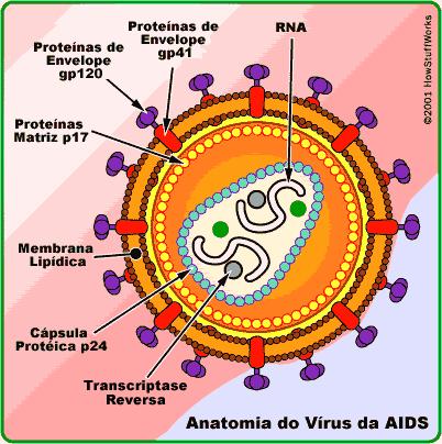 Introdução Figura 1 Estrutura de VIH(adaptado da referência13). 1.2.