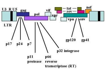 estruturais gag, pol e env e seis genes acessórios, tat, rev, nef, vif, vpr e vpx (VIH-2) ou vpu(vih-1)(figura 2)(12).