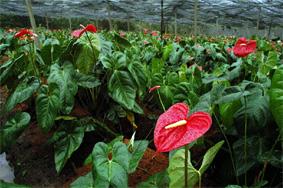 Pertencem à família Araceae e ao gênero Anthurium, sendo ornamental a maioria das 800 espécies.