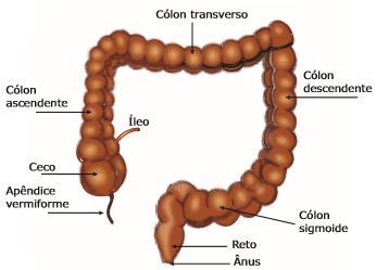 Sistema Digestório O material resultante agora chega ao intestino grosso.