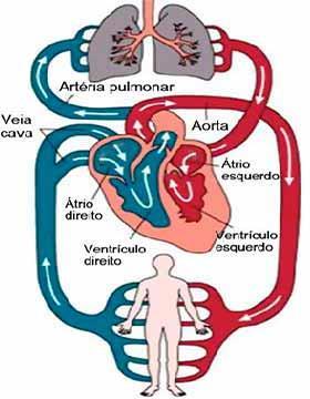 Sistema Circulatório Sanguíneo