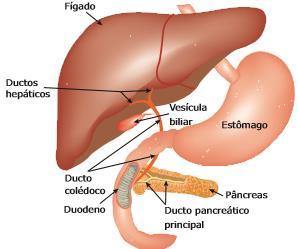 Sistema Digestório A bile é produzida no fígado e armazenada na vesícula biliar.