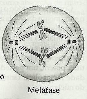 PRÓFASE (Fase inicial) - Cromatina começa a se enrolar formando os cromossomos; - Centríolos migram para os pólos rodeados pelo áster que iniciam a formação do fuso acromático (nas células animais =