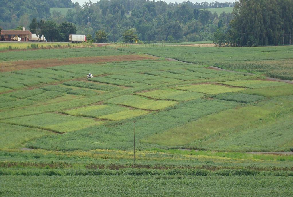 Comportamento da soja (BRS 184) em diferentes sistemas de manejo do solo em Londrina (Safra 2008/2009).