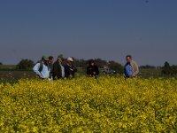 O cultivo precedente de canola pode contribuir para a redução das perdas quantitativas e qualitativas na produção de trigo e de outras gramíneas, causadas por doenças e pragas bem como se beneficiar