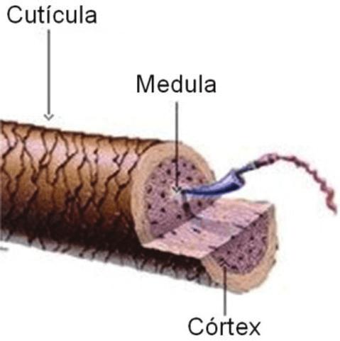 APOSTILA Nome do Curso 2 O QUE É O CABELO? O fio de cabelo é formado pela cutícula, córtex e medula.