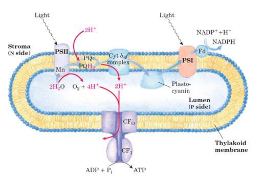 Membrana do tilacóide A fotossíntese é um processo complexo, e muitas de suas etapas são objeto