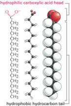 Como os Lipídeos geram energia?