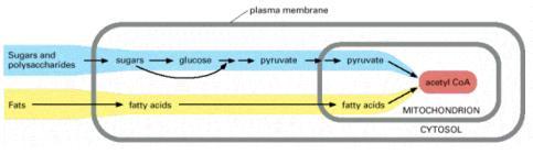 a Mitocôndria Oxidação de Ácidos Graxos na Matriz Mitocondrial