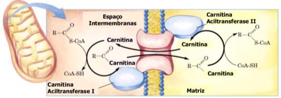 Acilcarnitina é transportado para a Matriz Na Matriz: grupo acil é