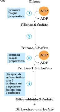 Succinato a Fumarato Etapa 8: Regeneração de