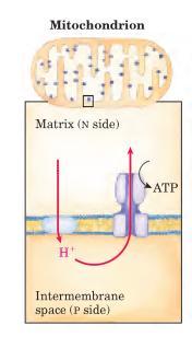 Ácidos Graxos Exemplo: Acido Palmítico CH 3 (CH 2 ) 14 COOH β oxidação: Acetil-coA = 8