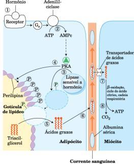 Mobilização de Triglicerídeo no Tecido