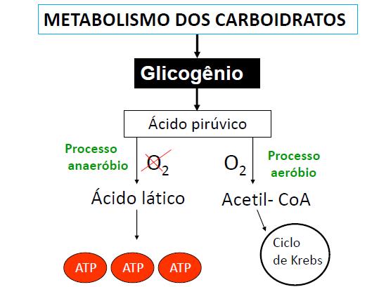 Sistema Oxidativo: Glicólise Glicólise Piruvato pode seguir 3 caminhos: Via de degradação de 1 molécula de Glicose em 2 de Piruvato 1) Ser reduzido a Etanol Fermentação