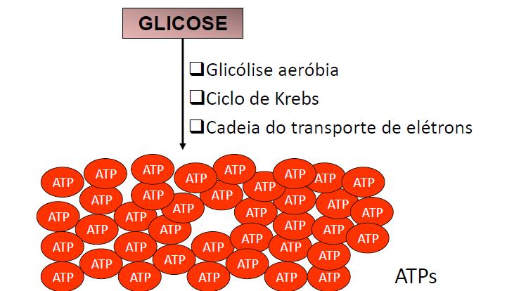 Sistema Oxidativo Ciclo de Krebs O que produz?