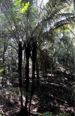 Restauração de processos ecológicos: sementes da palmeira Astrocaryum