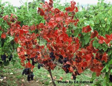 suscetível - Cabernet Franc :. redução de 63% na prod. de uva.