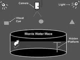 43 circular preta (12 cm de diâmetro) foi colocada 2 cm abaixo da superfície da água e fora do alcance da visão dos ratos.