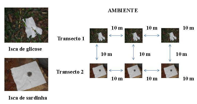 áreas urbanas no Bioma Mata Atlântica, SC, sul do Brasil (fevereiro/março e novembro/dezembro de 2011).