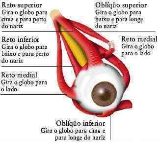 VISÃO MOVIMENTO DOS OLHOS Globo ocular movido por 6 músculos que executam os movimentos de rotação.