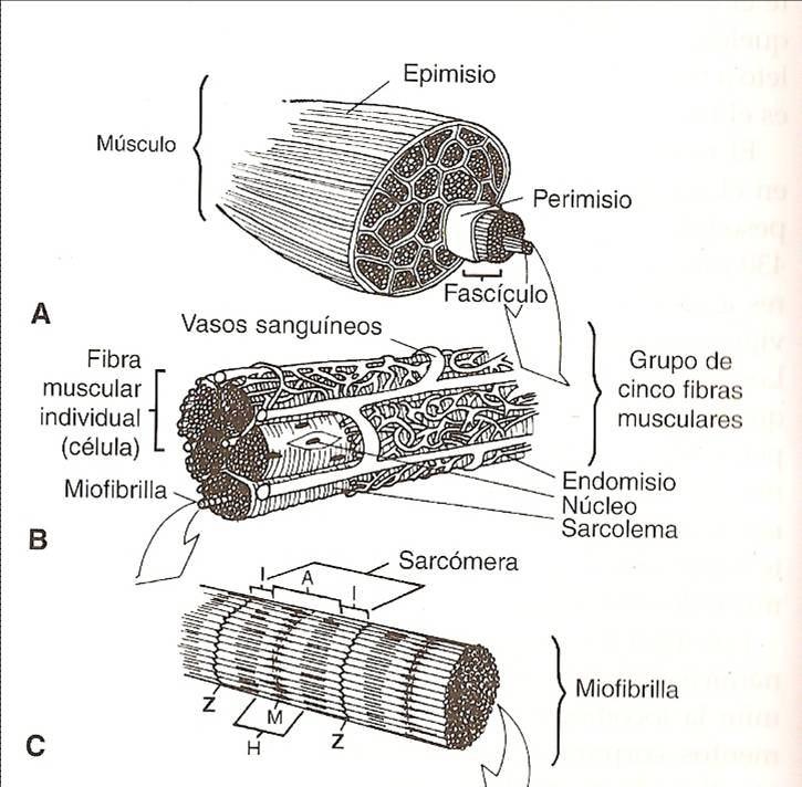 FUNÇÃO