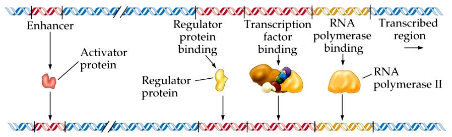 Transcrição: Expressão/Ativação do gene 1- Expressão gênica constitutiva: Vias metabólicas centrais 2-