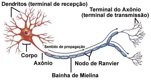 elétrico salte pelo neurônio ( passe apenas pelo nódulo de Ranvier) e caminhe mais rápido.