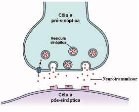 neurotransmissores-> dendrito (de outro neurônio) Protencial de repouso As sinapses são fendas onde ocorre