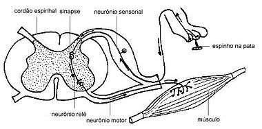 As informações são percebidas pelos neurônios sensoriais, encaminhadas para o cérebro através da medula