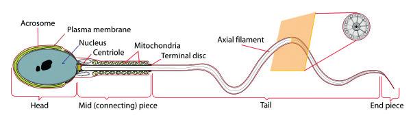 ANÁLISE DE FLUORESCÊNCIA Como funciona a análise de fluorescência? As amostras coradas com sondas fluorescentes emitem luz com um comprimento de onda ou cor diferenciados.