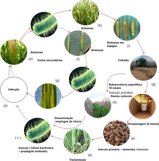 Ciclo da estria bacteriana