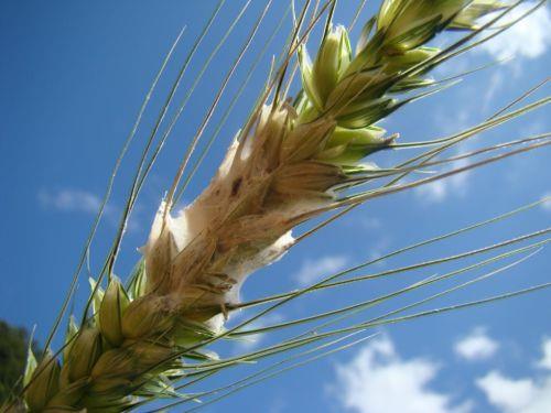 Espiga de trigo com sintomas de giberela, causada por Gibberella zeae.