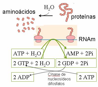 repouso, os órgãos continuam activos ocorrendo processos cíclicos cujo somatório é a hidrólise de ATP.