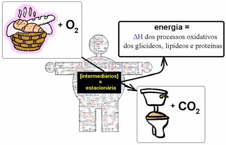 no caso das proteínas (e aminoácidos) os produtos da oxidação nos seres vivos não coincidem com os produtos 9 formados num calorímetro Poderá parecer estranho que, sendo o metabolismo tão complexo,