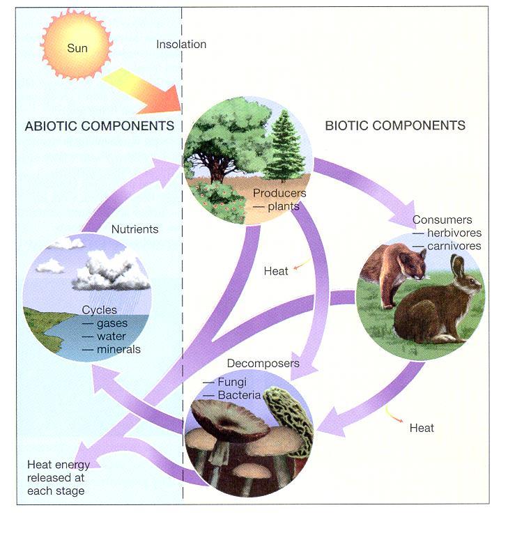 Funcionamento da natureza: B I O D I V E R S I