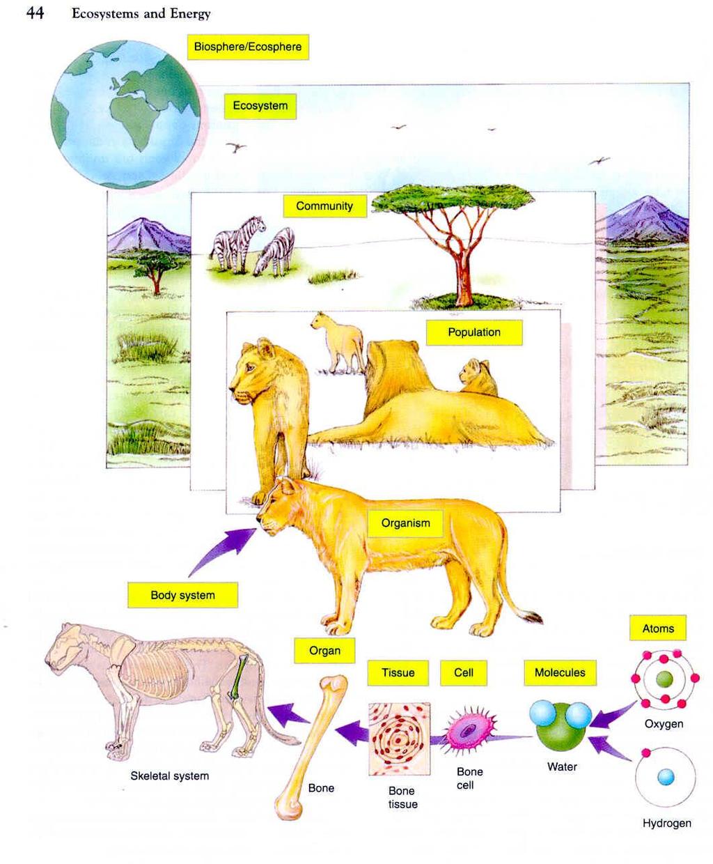 Gaia (Terra) - Partes em diferentes escalas?? - Relações não-lineares?