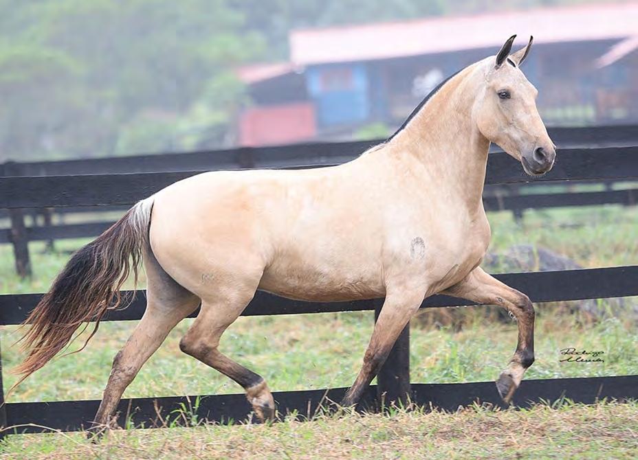 TASHA ELFAR 28 EMBRIÃO A COLETAR Embrião