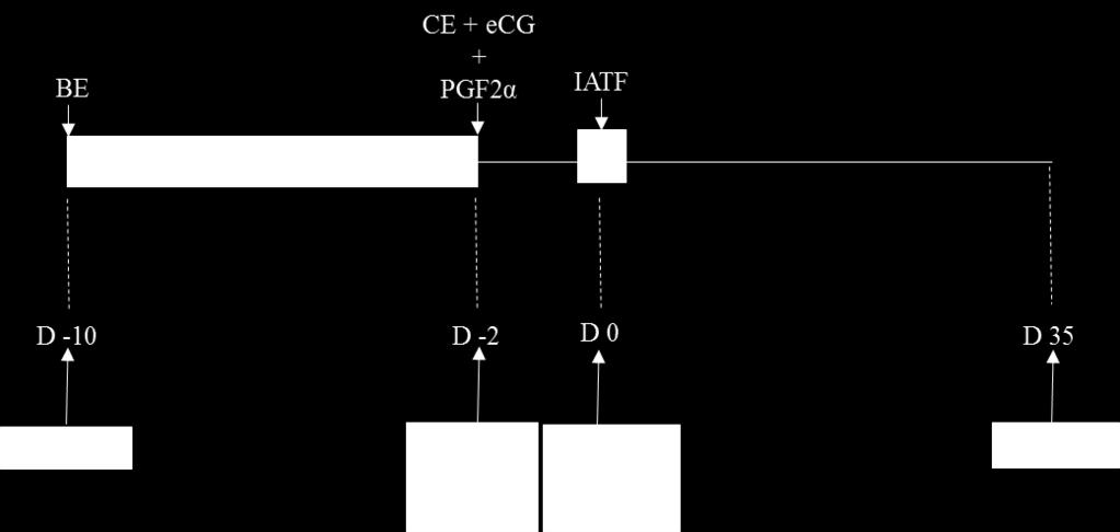 41 Figura 1 Diagrama esquemático do desenho experimental IEC= Índice de Escore Corporal; US= Ultrassonografia; BE= Benzoato de estradiol; P4= Progesterona oriunda do dispositivo; CE= Cipionato de