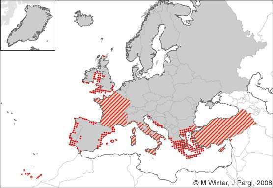 Pode-se ver no mapa seguinte (ilustração 4) a sua distribuição pela Europa, especialmente na zona mediterrânea uma vez que a planta não se consegue estabelecer em locais muito frios.