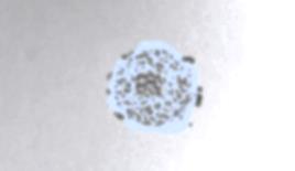 Imagem microscópica do corte transversal do fio engomado Engomagem tradicional Engomagem Menor penetração de goma no fio, maior formação de filme