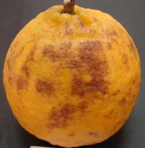 criptoxantina e β-citraurina e o surgimento da coloração laranja-avermelhada, típica da tangerina, nos frutos tratados com etileno, ao passo que nos frutos não tratados o pigmento predominante foi a