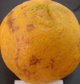 superfície da casca (Figura 7). A B C Figura 7 Manchas na casca de frutos de tangerineira Poncã tratados com etileno gasoso.