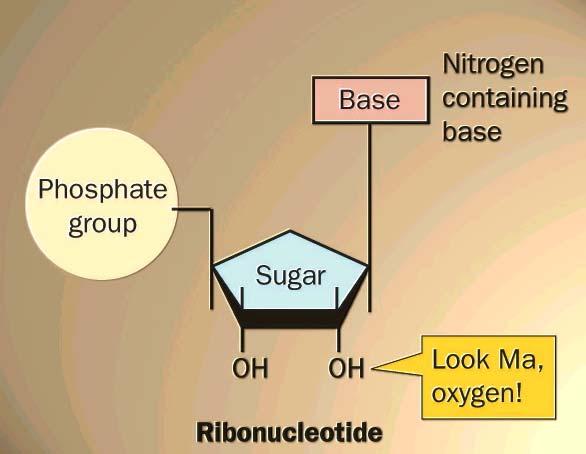 desoxiribose Grupo fosfato