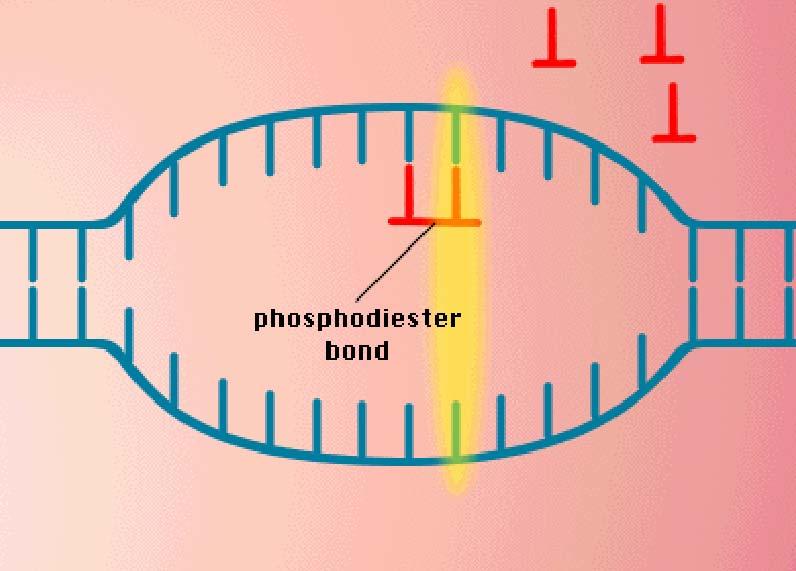 LIGAÇÕES FOSFODIÉSTER IGUAIS ÀS DO DNA SÃO FEITAS