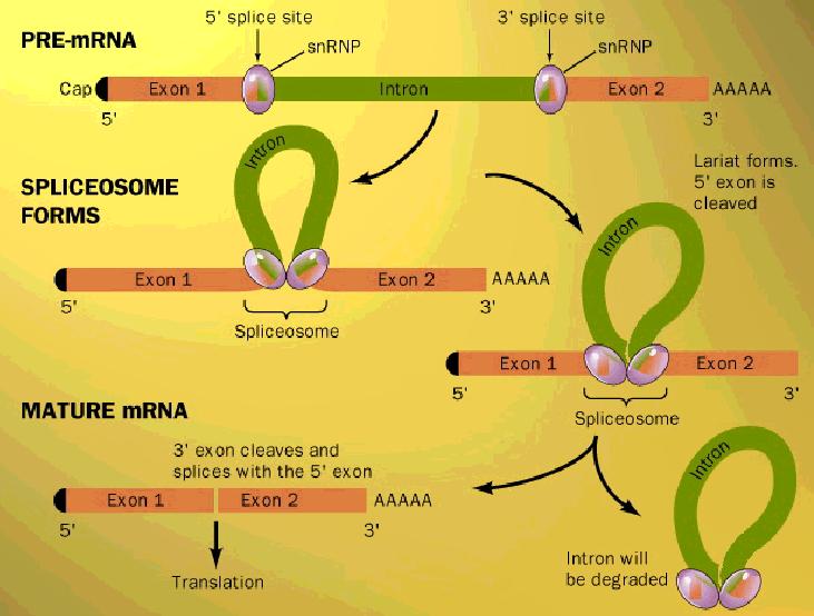 Pré-RNAm sítio de processamento 5 sítio de processamento 3 Formação do spliceossomo Forma de Lariat (exon 5