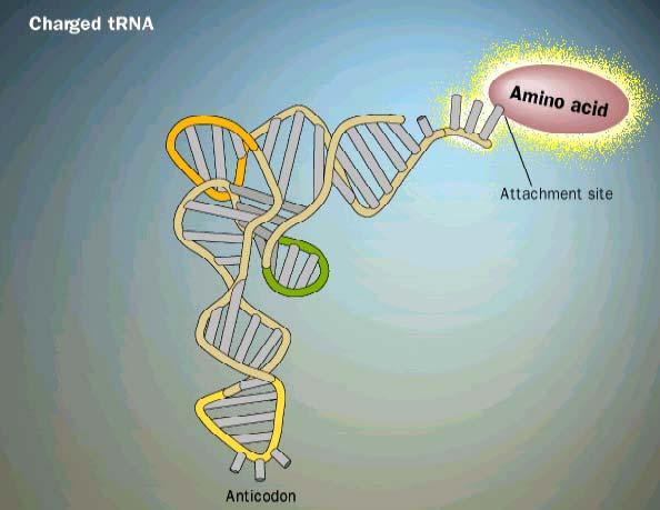 RNA carregado RNA transportador aminoácido Braço o D