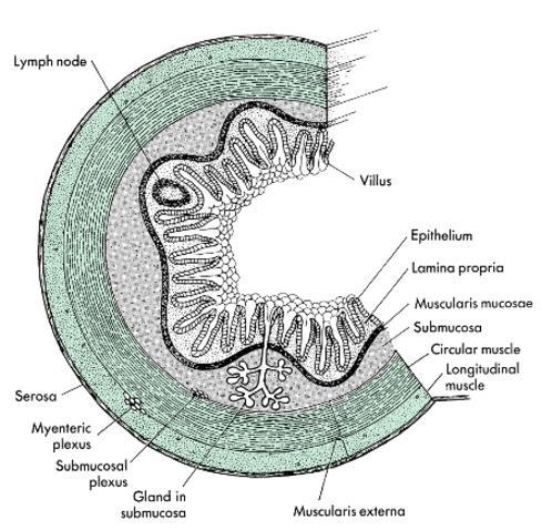 Estrutura Geral Tubo Digestivo do esôfago ao reto a mucosa é separada da submucosa por camada de músculo liso Mucosa: difere de acordo com a região do tubo pode conter glândulas exócrinas (esôfago e