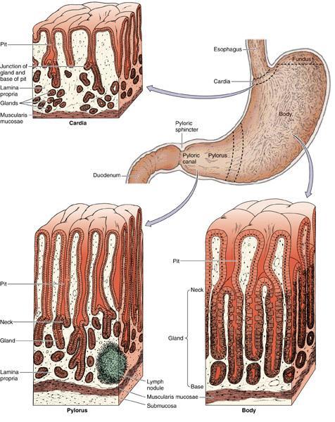 Regiões do Estômago: cardia, fundo, corpo e piloro presença de